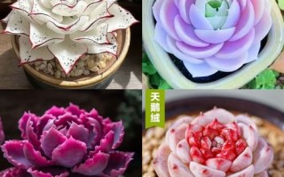 特玉莲多肉是什么品种？