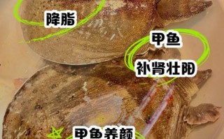 2025甲鱼产业将迎哪些新变局？