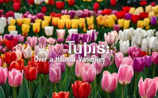 郁金香最大有多少个品种