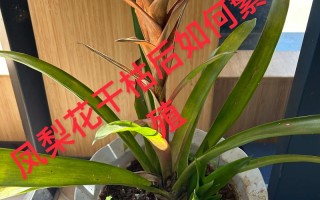 鸿运当头六种繁殖方法