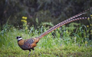 野鸡用什么饲料
