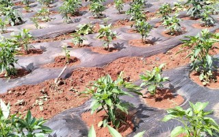 方椒何时种？怎么种高产？