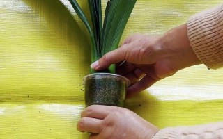 无根君子兰水培如何快速生根？