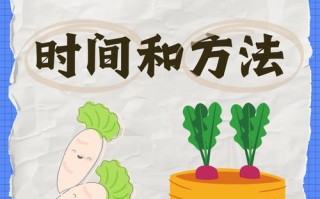 地罗卜何时种？怎么种才高产？