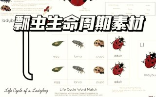 瓢虫怎么养？有哪些注意事项？