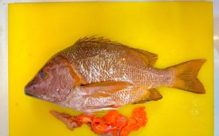 石蚌养殖该用什么饲料