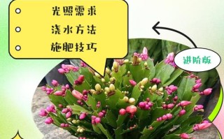 蟹爪兰栽培有哪些难点？