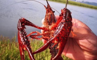 养殖龙虾什么土地最好