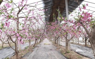 大棚种桃树，什么品种最合适？