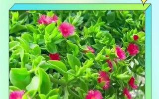 秋季牡丹吊兰怎么养才旺？