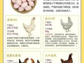 什么蛋鸡品种产蛋量最高？