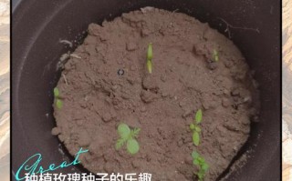 玫瑰花种子怎么种才能发芽？