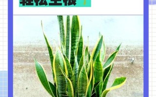 虎皮兰根太大怎么办？换盆或分株？