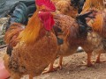 农村养鸡选什么品种最合适？