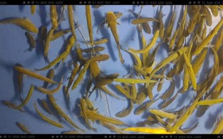 高密度养鱼适合哪些品种？