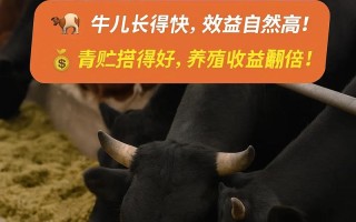 如何科学给牛喂青贮饲料？