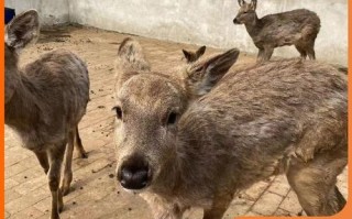 养殖什么动物耐高温