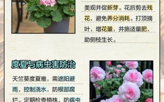 天竺葵怎么养？图解教你轻松搞定！