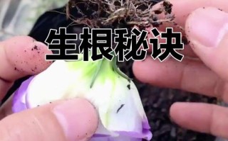 洋桔梗扦插生根最快方法