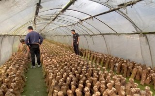 168香菇品种怎么栽培？高产技术有哪些？