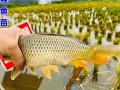 福建山区水田养殖什么鱼