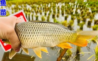 福建山区水田养殖什么鱼