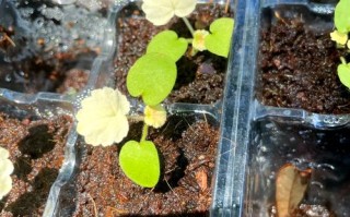 天竺葵的种子繁殖方法