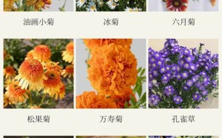 名贵菊花品种有哪些？