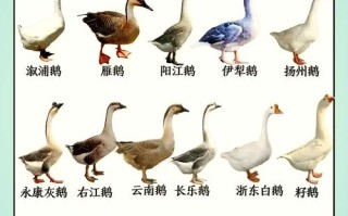 养70天的鹅是什么品种？
