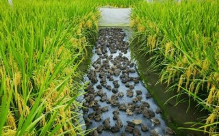 水稻养殖适合养什么蛙？