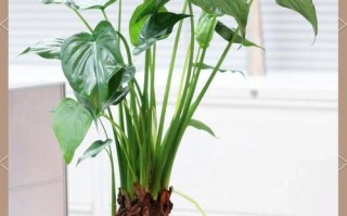 水培滴水观音怎么养才好？