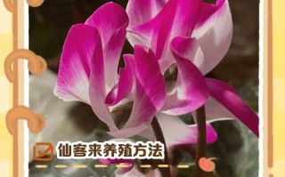 仙客来如何正确分割？