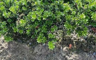 黑珍珠罗汉松有何独特魅力？