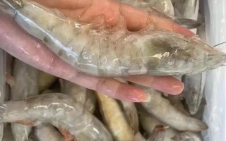 养殖青虾什么时候出货