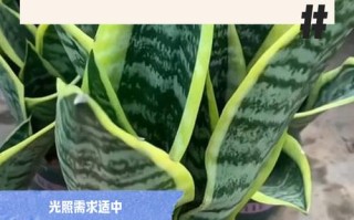 虎皮兰怎么养才好？