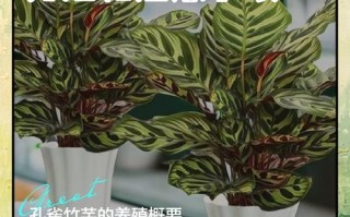 竹芋怎么养才好？