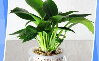 金钻养殖方法和注意事项