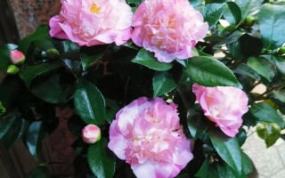 茶花品种哪里最好？