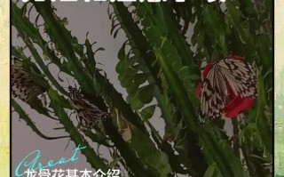 龙骨花怎么养？管理要点有哪些？