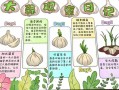 南方蒜苗啥时候种？怎么种才高产？
