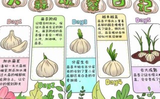 南方蒜苗啥时候种？怎么种才高产？