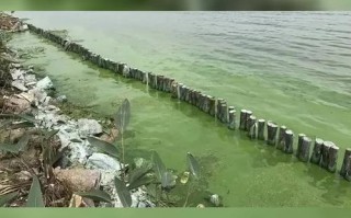 太湖水产养殖如何污染水体？