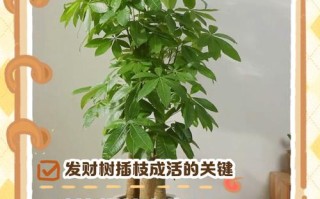 大型发财树怎么修剪才好看？