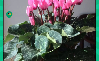 仙客来冬季怎么养？图片方法详解