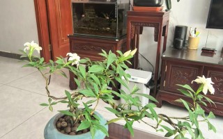 栀子花怎么摆？图片方法有哪些？