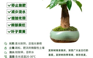 发财树怎么繁殖？视频教程教你快速掌握！