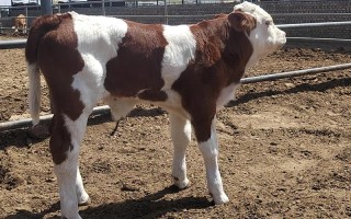 新手养牛选什么品种最合适？