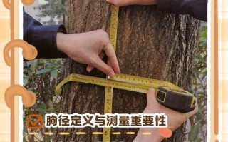 如何有效控制树木生长高度？