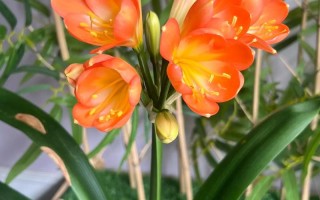 君子兰花期最长品种是哪个？