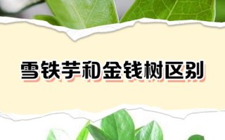 雪铁芋有哪些常见品种？